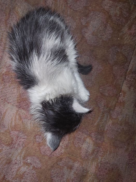 Відаємо котиків хлопчики та дівчата