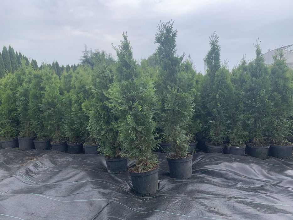 Żywotnik zachodni, Thuja, Tuja Szmaragd