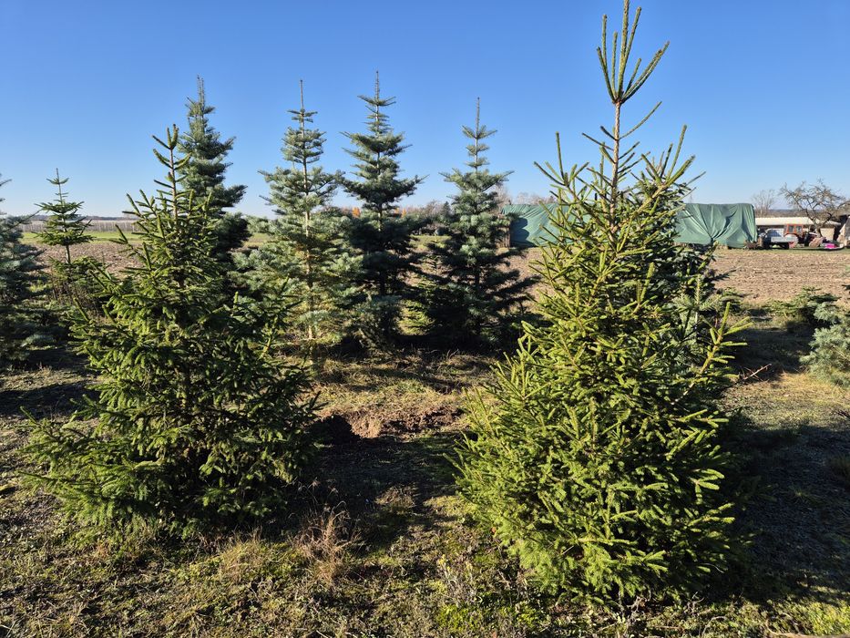 Sprzedaż choinek prosto z plantacji