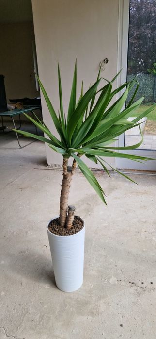 kwiatek doniczkowy yucca