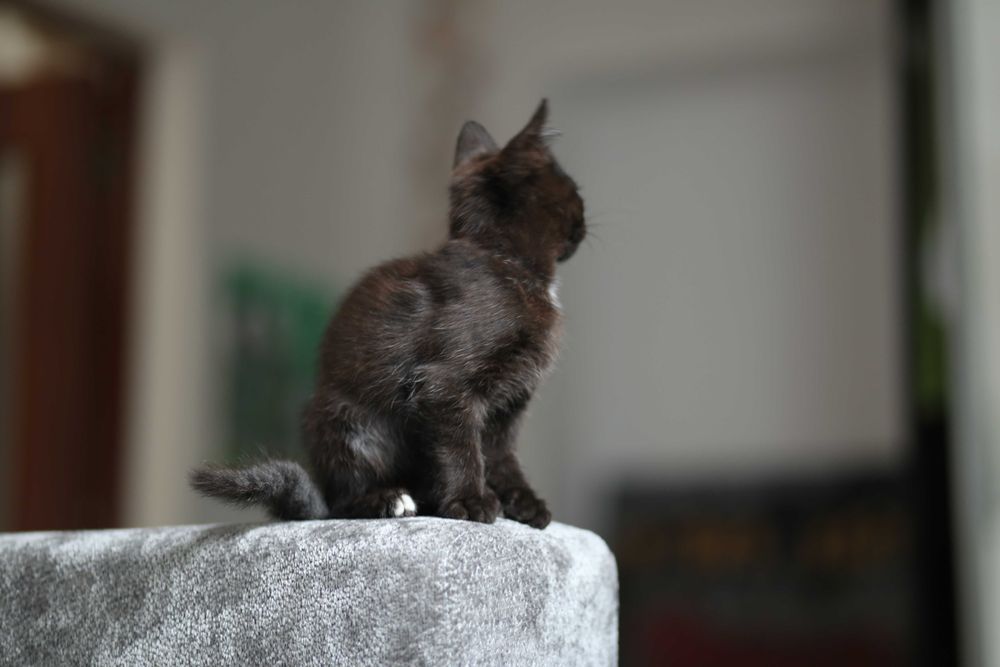 Котик, кошеня, кіт