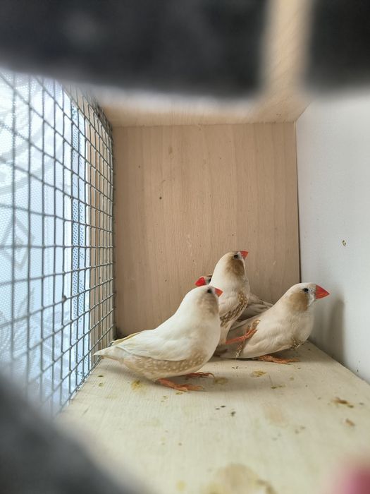 Zeberka zeberki samce i samice 2025