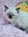 Kotka Ragdoll 3 miesiace