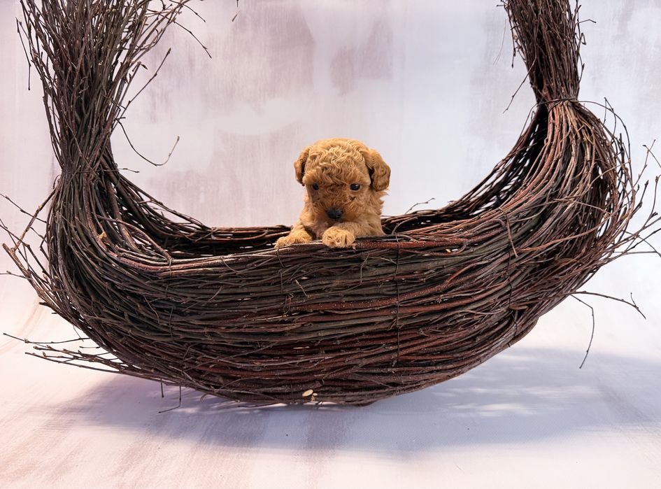 ***Xxs pudel toy/teacup bardzo malutka dziewczynka***