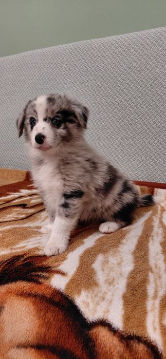 Sprzedam pieska Border Collie