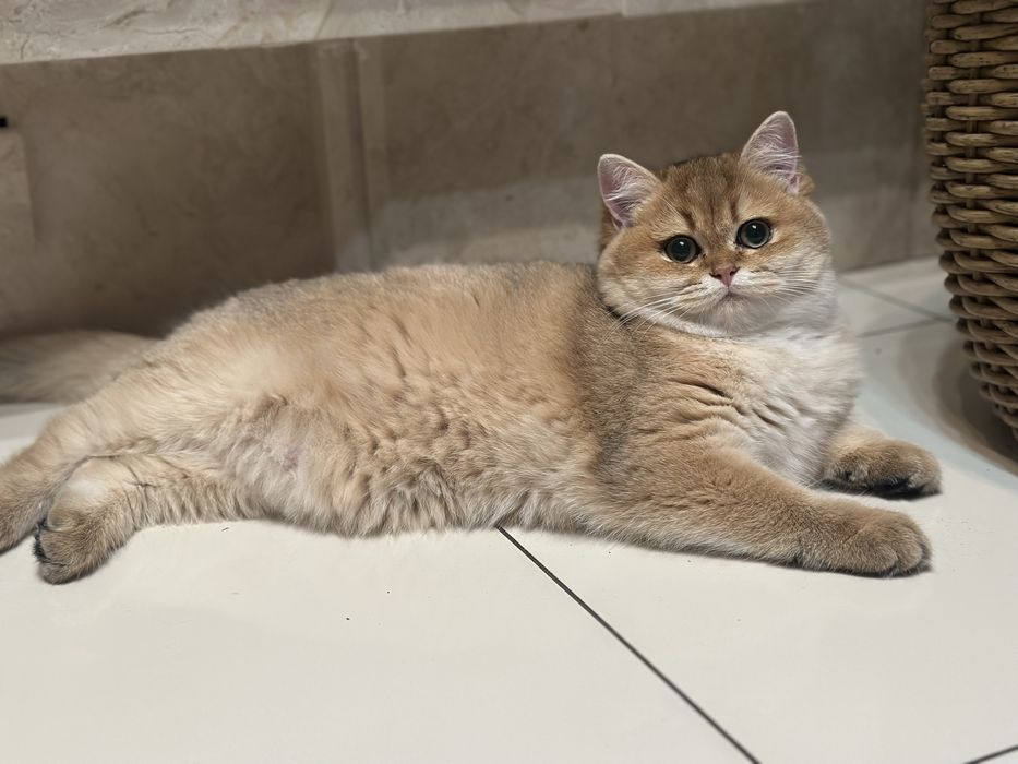 Золота шиншила