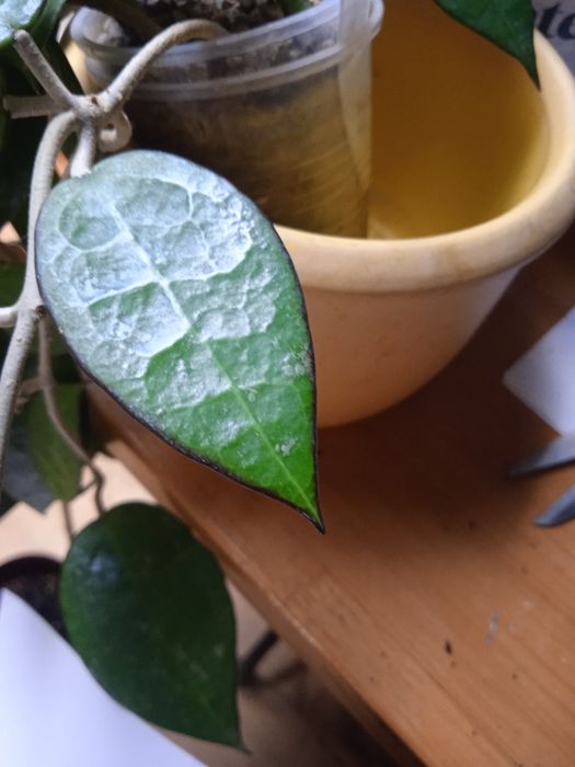 Hoya hoje Parasitica  Black Margin cięta sadzonka