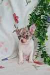Estupendo Lilac merle mini mini Chihuahua/Chiuaua com Qualidade
