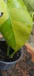 Monstera Aurea 3-liście-szczyt
