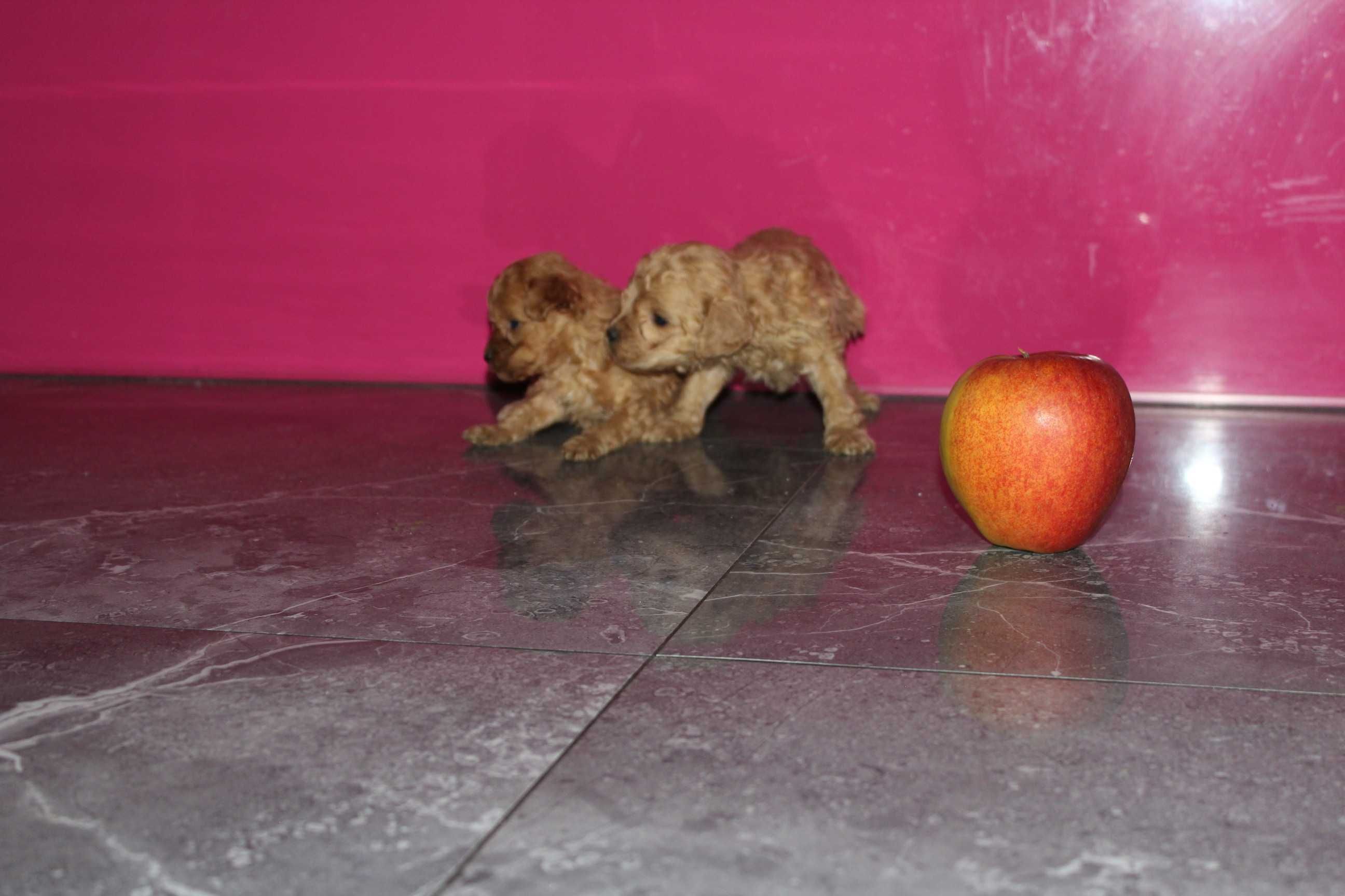 Maltipoo Maltańczyk i Pudel 2
