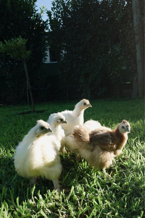 Silkie/sedosa do japão