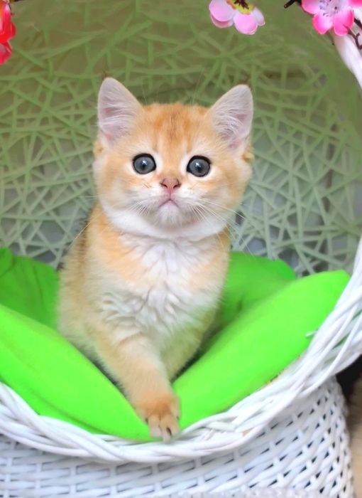 MILASHKI_KITTENS - котики, которые покоряют сердца). Золотая шиншилла.