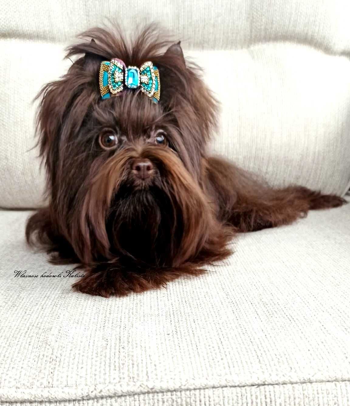 Yorkshire Terrier Merle Piesek York