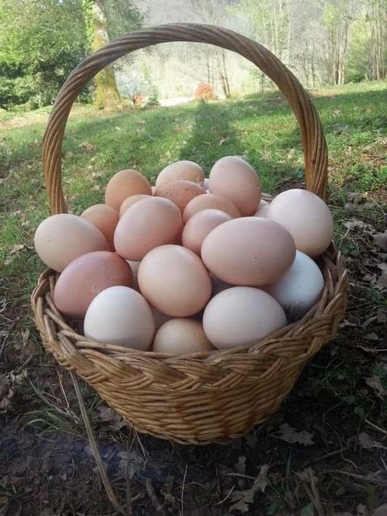 Jajka Jaja Wiejskie z wolnego wybiegu