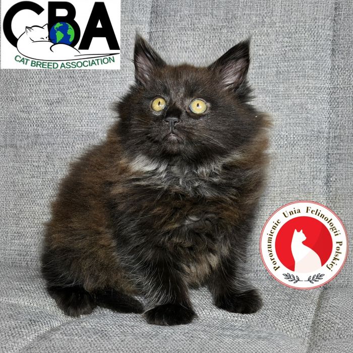 Maine Coon kocurek gotowy do odbioru.