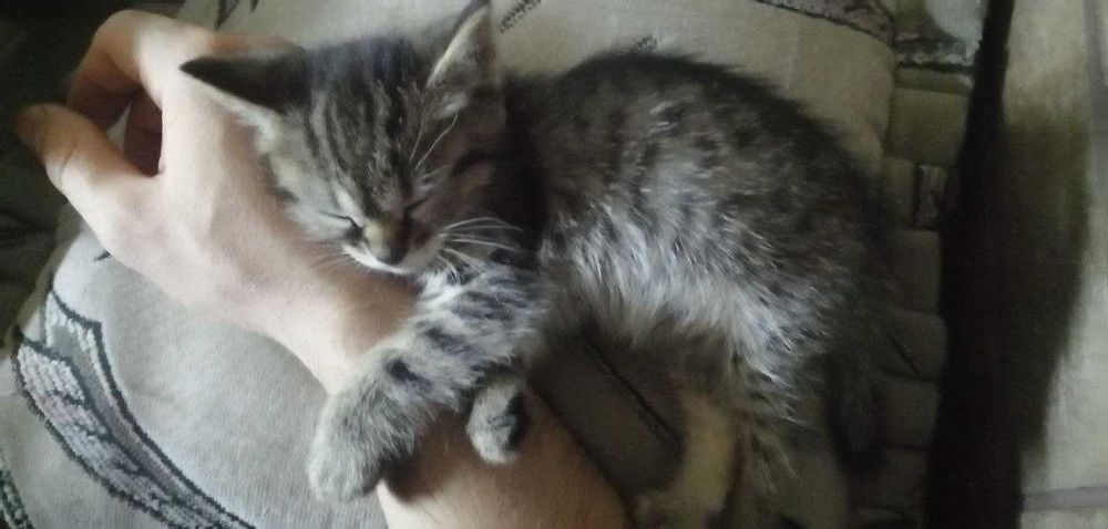 Кошенята безкоштовно