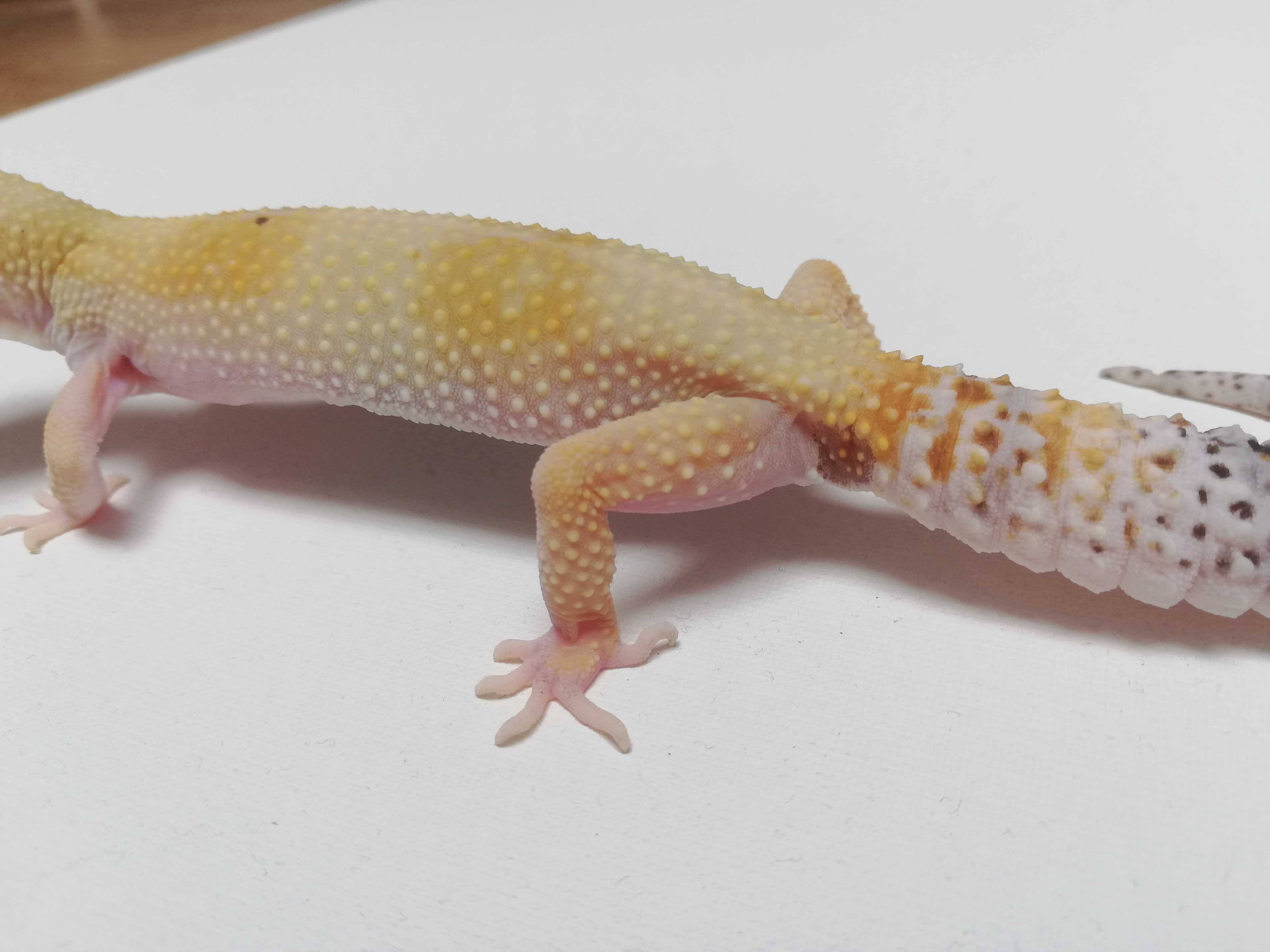 Gekon lamparci Super Hypo poss W&Y het Tremper Albino (Paradox) Samica