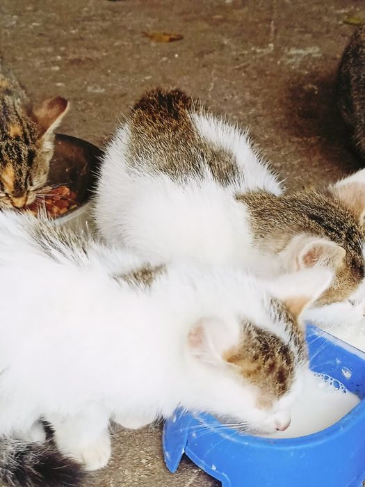 Kot,kotka,koty za darmo