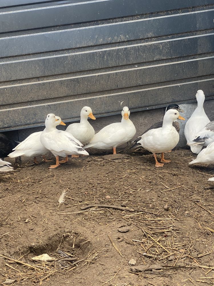 Call duck Pary i wolne kaczorki