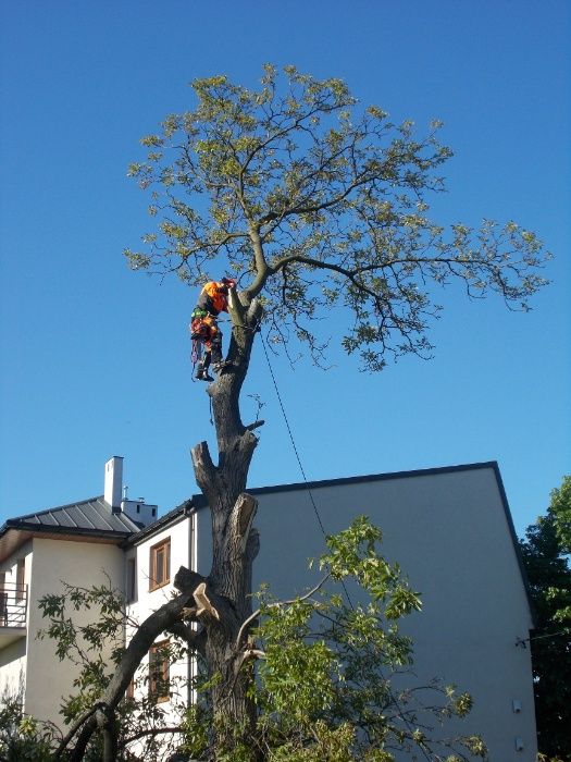Cięcie przycinanie wycinka drzew Pabianice Łódź Aleksandrów Ksawerów