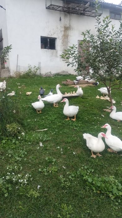 Kaczki piżmowe sprzedam