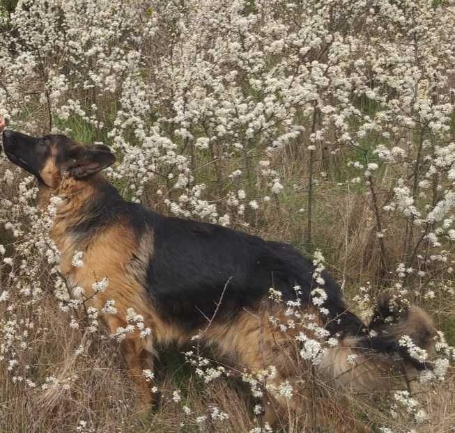 Вязка німецька вівчарка д/ш (кобель)
