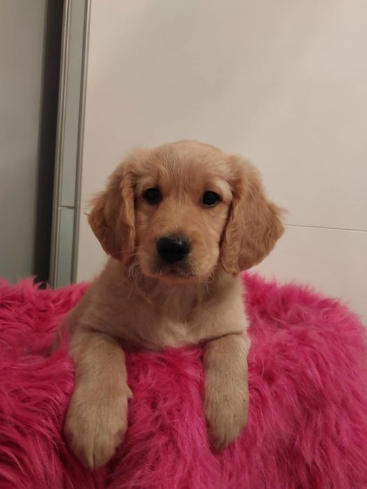 Golden Retriever pieski