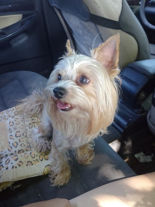 Хлопчик Йорк чекає наречену.