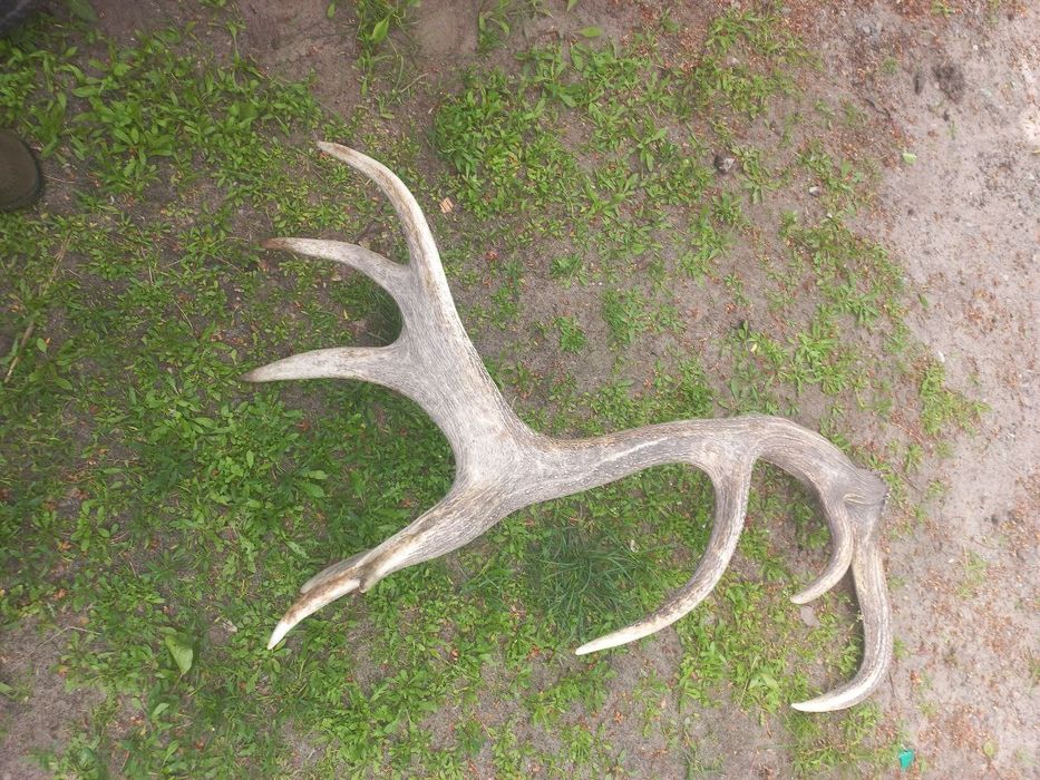 Роги оленя,оленьи рога