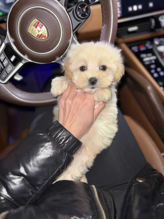 Мальтипу мини мальчик ф1