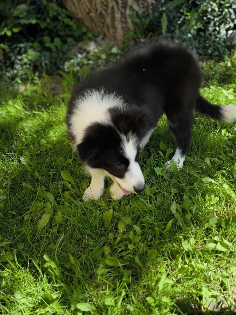 Border collie ZKWP FCI suczka