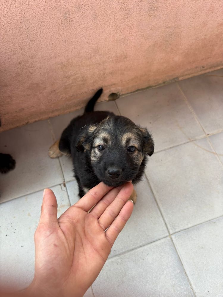 Cães filhotes para adoção