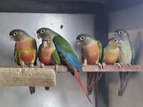Pyrrhuras Molinae Criador Legal ICNF
