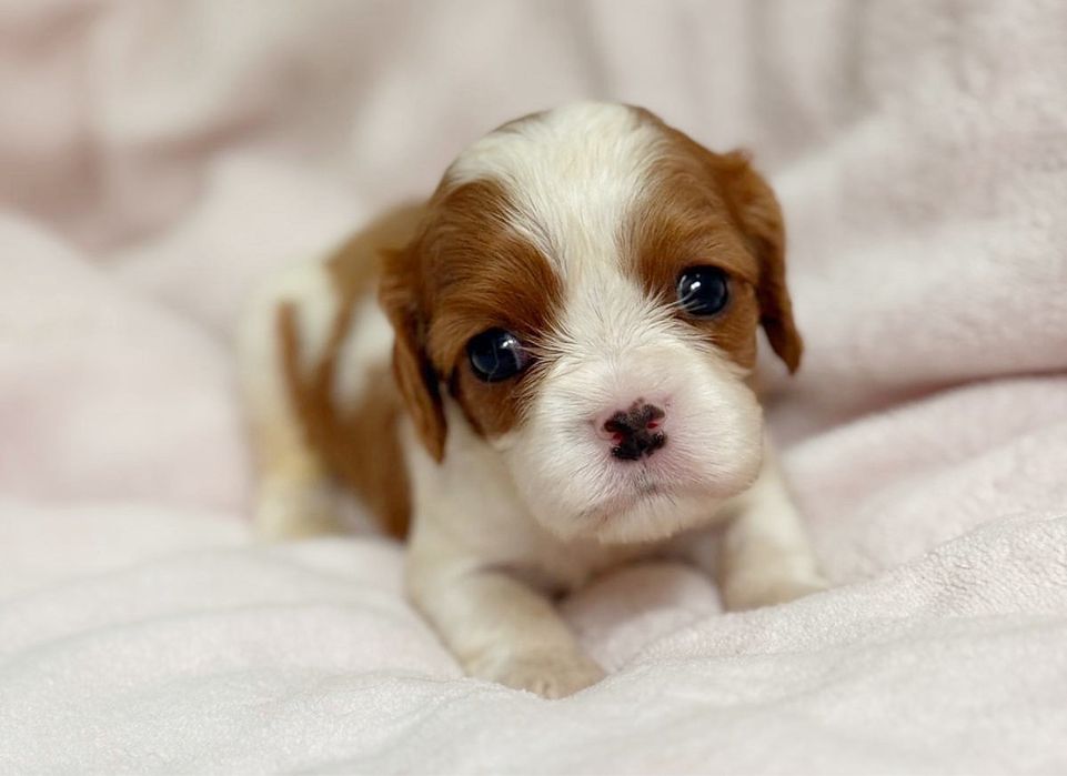 Cavalier King Charles Spaniel suczka szczenięta