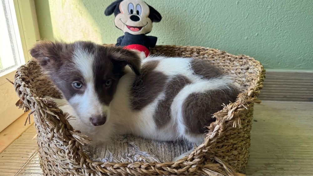 Menino Border Collie