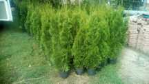 tuja szmaragd doniczka wys ok 60/120 cm ,100/150 cm w balotach , trans