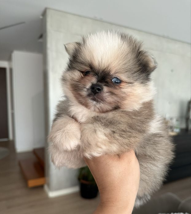 Estupendo Lulu da Pomerânia / Spitz Alemão Anão de Qualidade