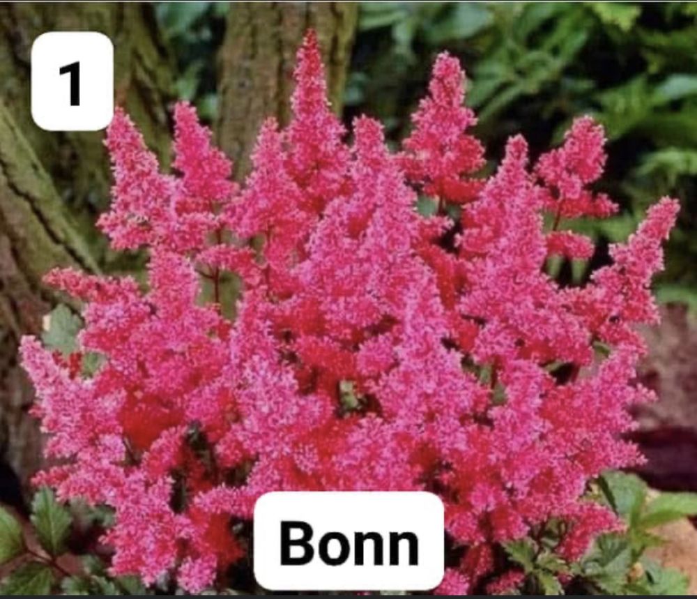 Астильба корневище