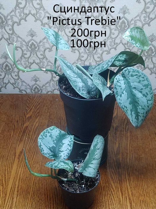 Сциндапсуси, єпіпремнуми.