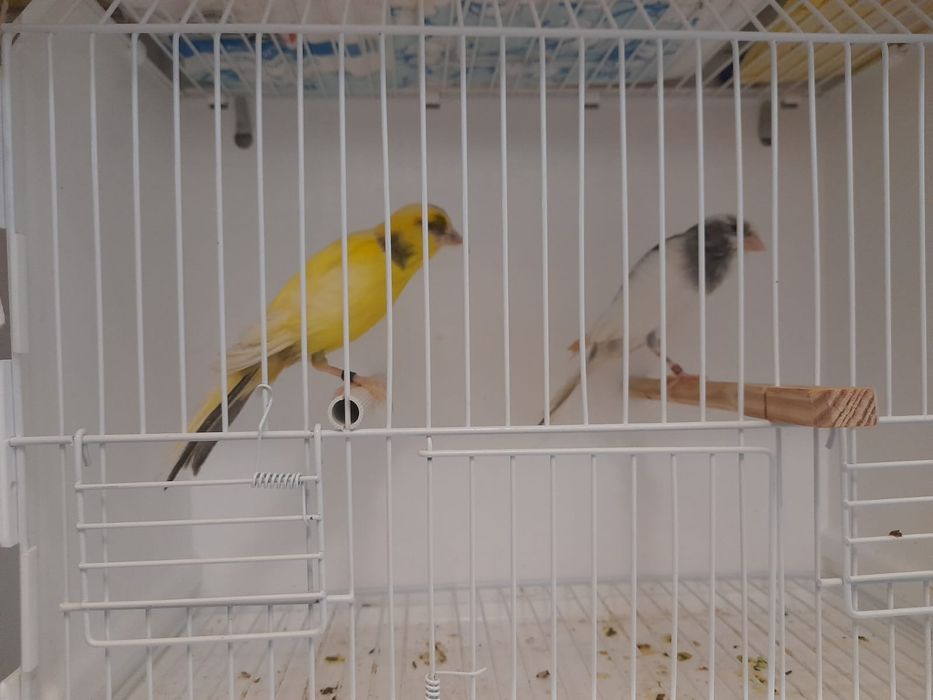 Canario largues espanhol