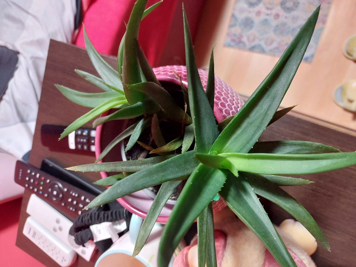 Królowa jednej nocy echmea kaktus aloes dracena