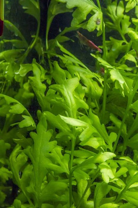 Paprotnica akwariowa superłatwa szerokolistna roślina na start 4x