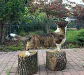 Welsh Corgi Cardigan szczenie FCI