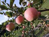 Drzewka owocowe jabłonie wiśnie czereśnie śliwa Gratis wysyłka