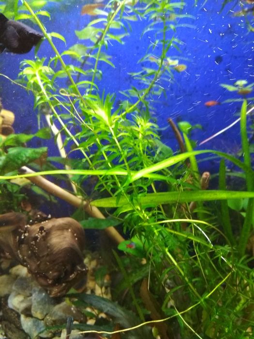 Moczarka do akwarium