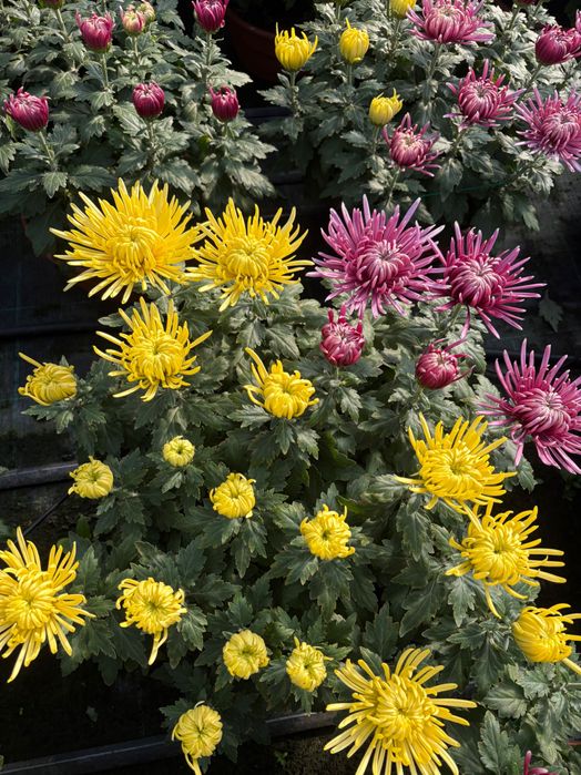 Chryzantema igiełkowa