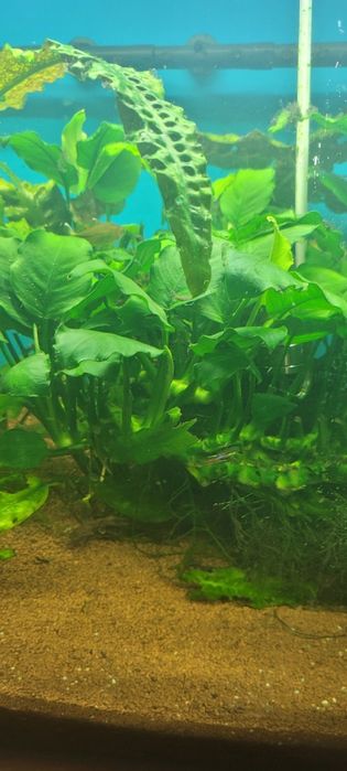 Akwarium prostokątne 112l