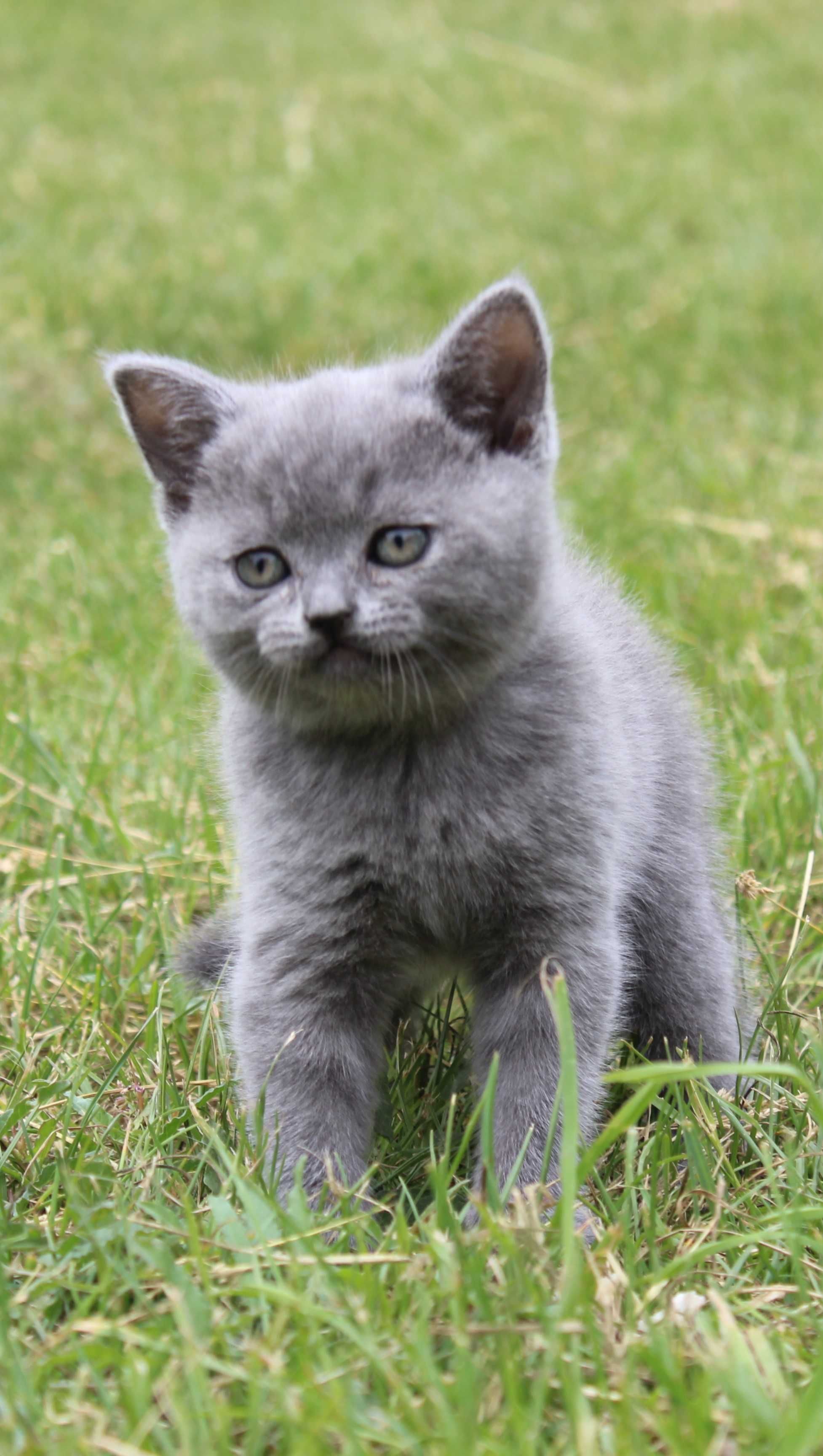 Кошенята скотіш страйт