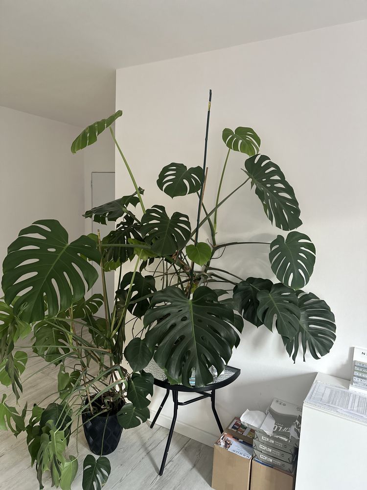 Monstera ogromna w donicy