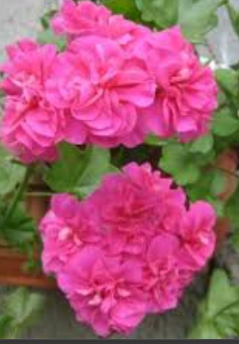 Герань, пеларгония плющелистная